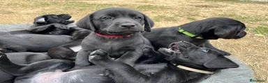 Labrador Retriever 5