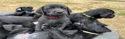 Labrador Retriever dogs for sale: Pedigree Labrador Puppies *Final puppy remaining* - Advert 5