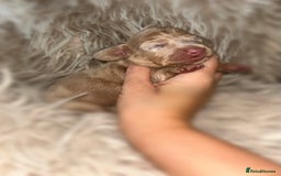 Miniature Dachshund dogs for sale: Tiny miniature kc dachshunds  - Image 1