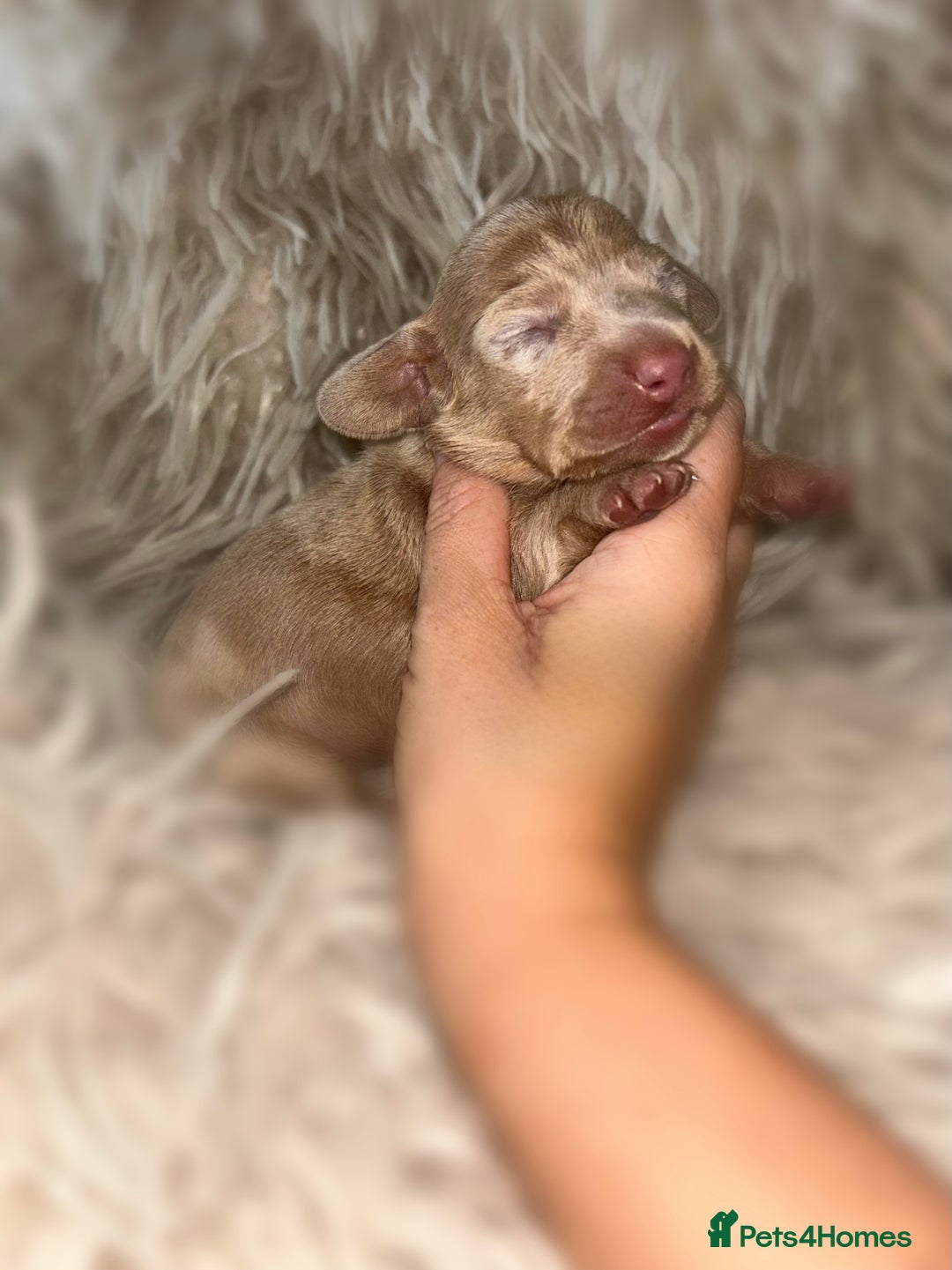 Miniature Dachshund dogs for sale: Tiny miniature kc dachshunds  - Image 1