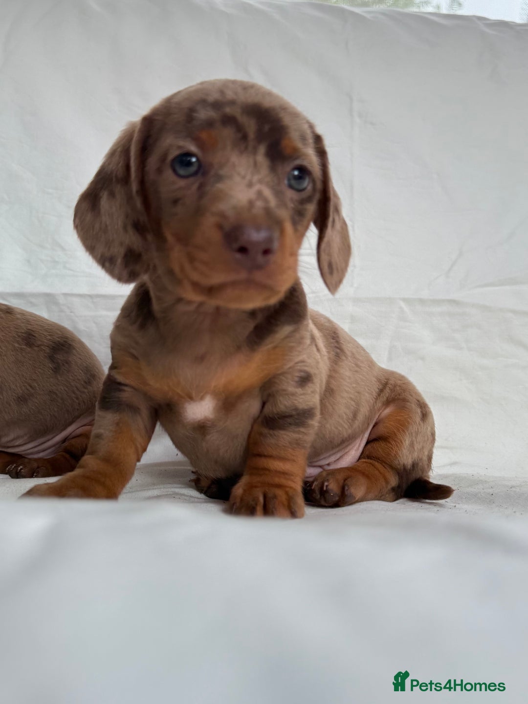 Miniature Dachshund dogs for sale: Dachshund puppy’s for sale - Image 4