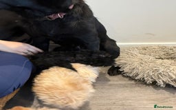 Labrador Retriever dogs for sale: Ready now labradoodles  - Image 15