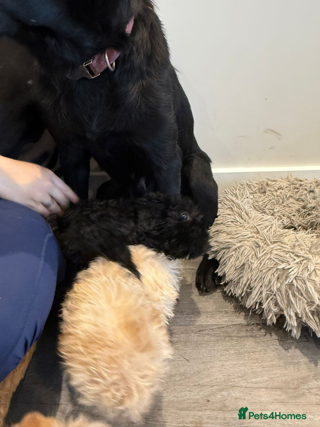 Labrador Retriever dogs for sale: Ready now labradoodles  - Image 15