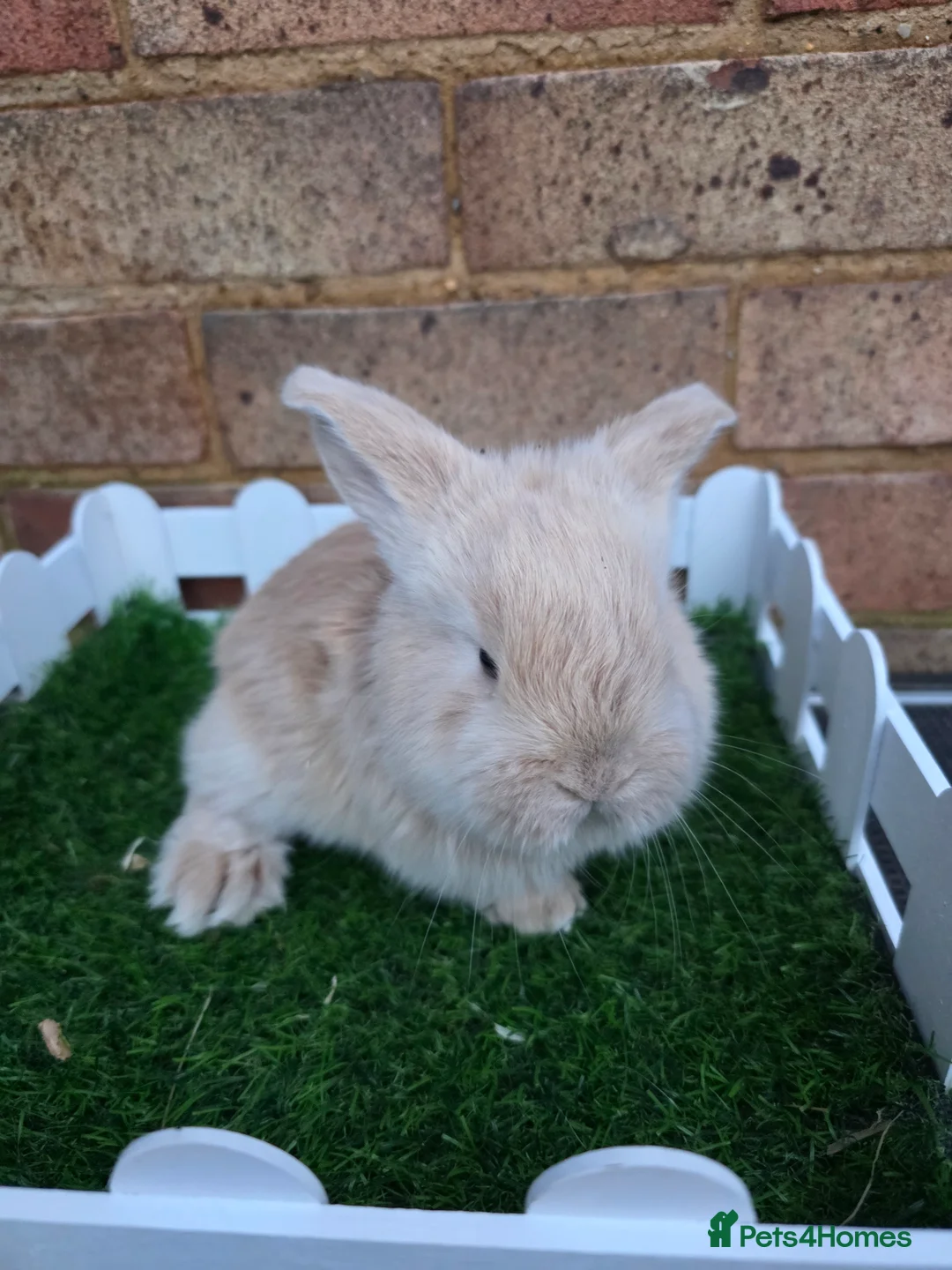 French Lop rabbits for sale: Pure bred French lops - Advert 19
