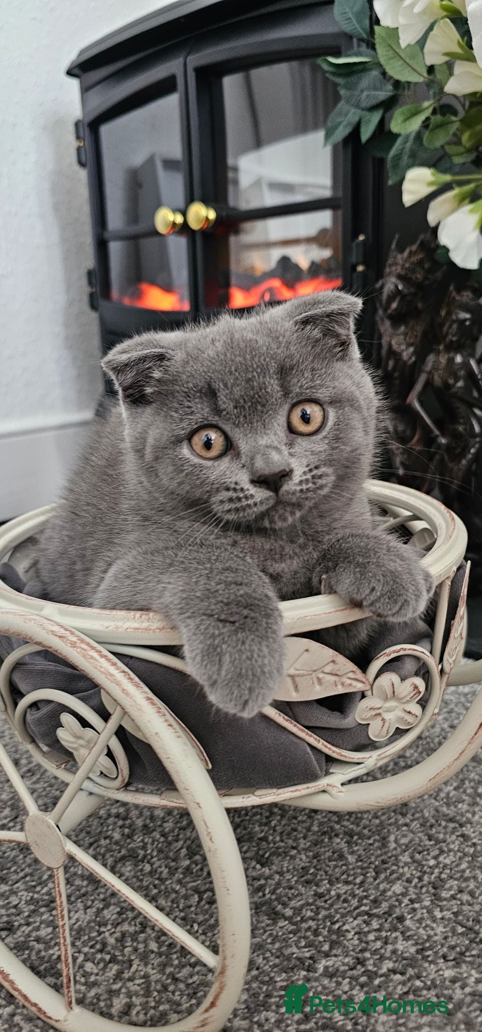Scottish Fold cats FULLY VACCINATED! Last Scottish Fold Male - Advert 2