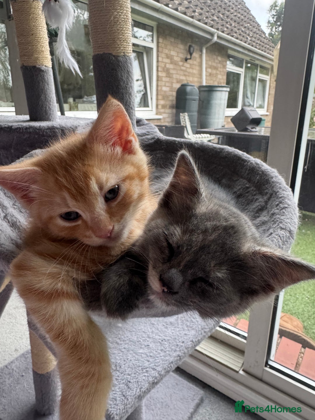 Ragdoll cats for sale: Ragdoll cross kittens - Image 1