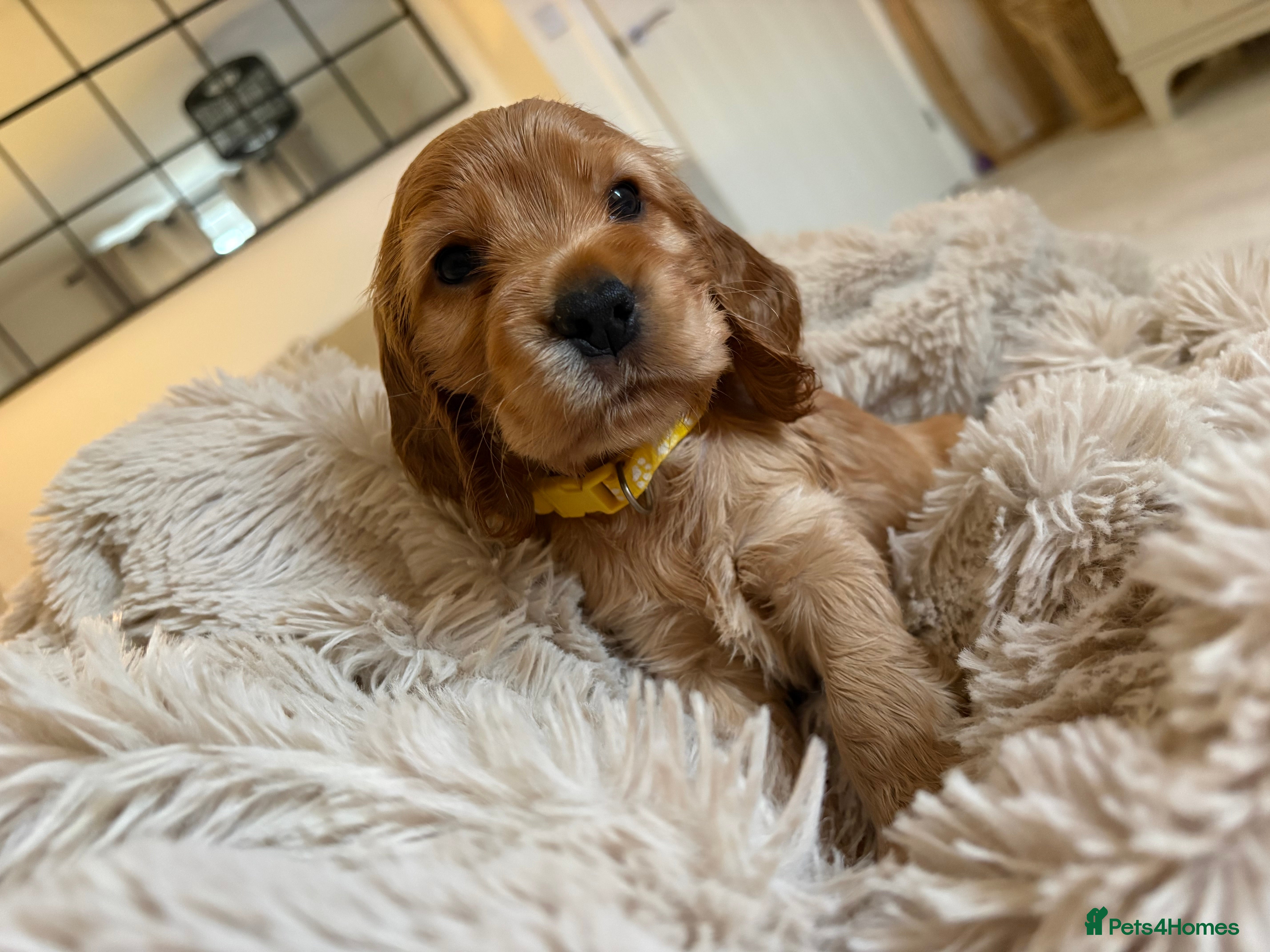 Cocker Spaniel dogs Show type cocker spaniels *ONE GIRL LEFT*  - Advert 6