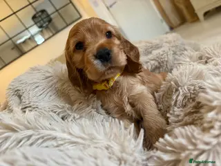 Cocker Spaniel dogs Show type cocker spaniels *ONE GIRL LEFT* - Advert 6