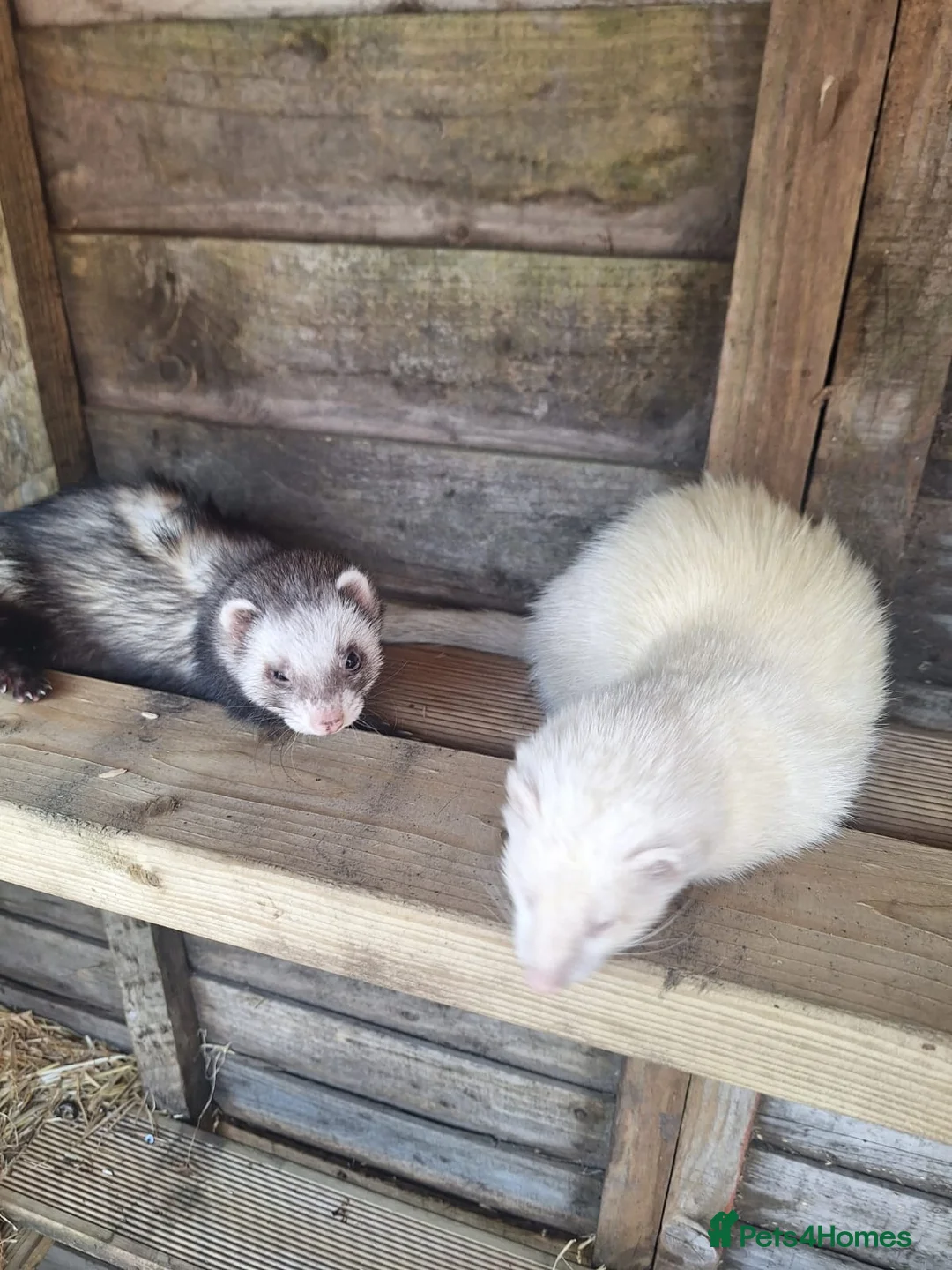 Ferret rodents for sale: 2 Gills  - Advert 2