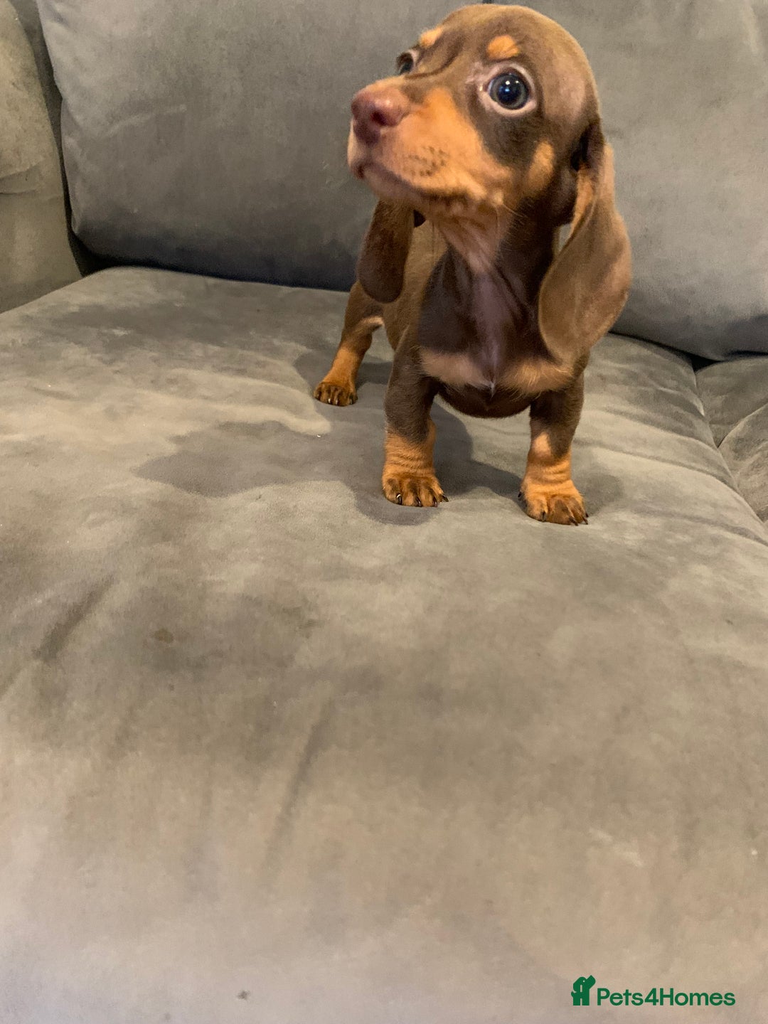 Dachshund dogs for sale: Adorable Dachshunds - Image 6