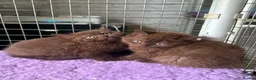 British Shorthair cats for sale: Top pedigree Bsh kittens cinnamon and chocolate  - Advert 2