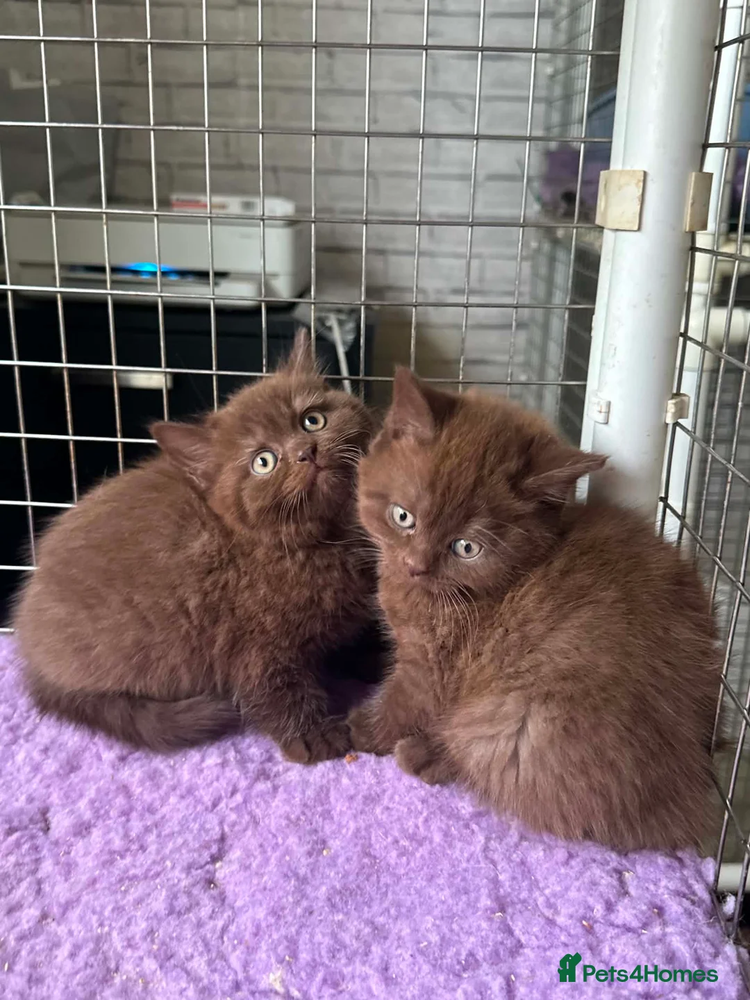 British Shorthair cats for sale: Top pedigree Bsh kittens cinnamon and chocolate  - Advert 2