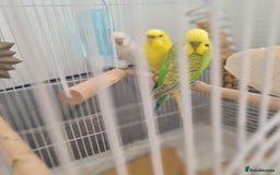 Budgerigars birds for sale: Budgies  - Image 8