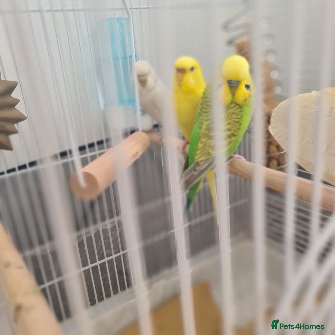Budgerigars birds for sale: Budgies  - Image 8