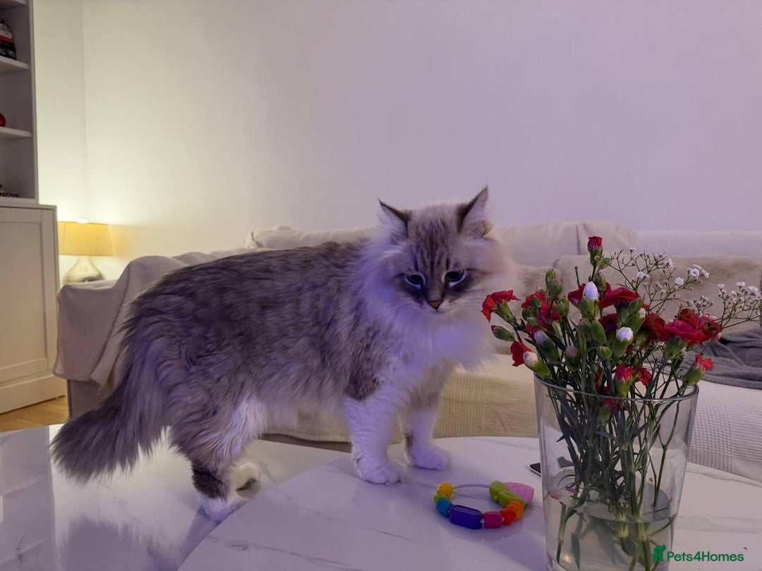 Siberian cats for sale: Rare Siberian Cats Available😻💯 - Advert 5