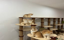 British Shorthair cats for sale: British Shorthair Golden kittens    - Image 19