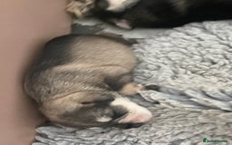 Miniature Schnauzer dogs for sale: Home reared bundles of love - Image 8