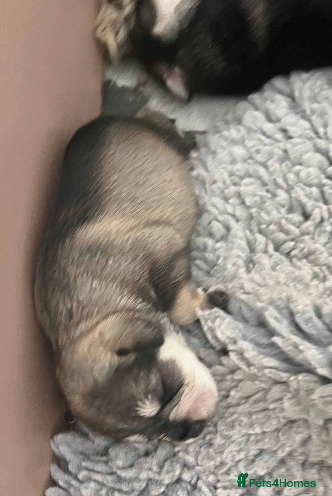 Miniature Schnauzer dogs for sale: Home reared bundles of love - Image 8