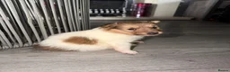 Shetland Sheepdog dogs for sale: Shetland sheepdog female looking for forever home - Advert 5