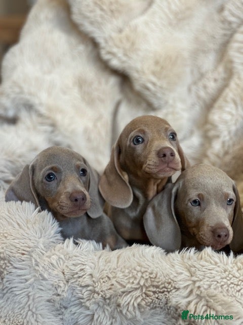 Miniature Dachshund dogs Stunning ISABELLA miniature dachshunds  - Advert 6