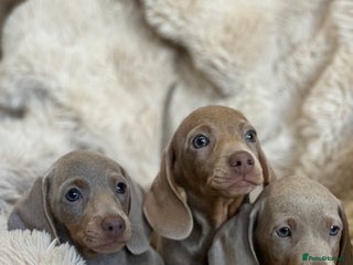 Miniature Dachshund dogs Stunning ISABELLA miniature dachshunds - Advert 2