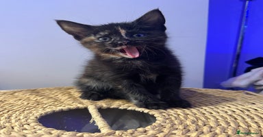 Mixed Breed cats - Advert 9