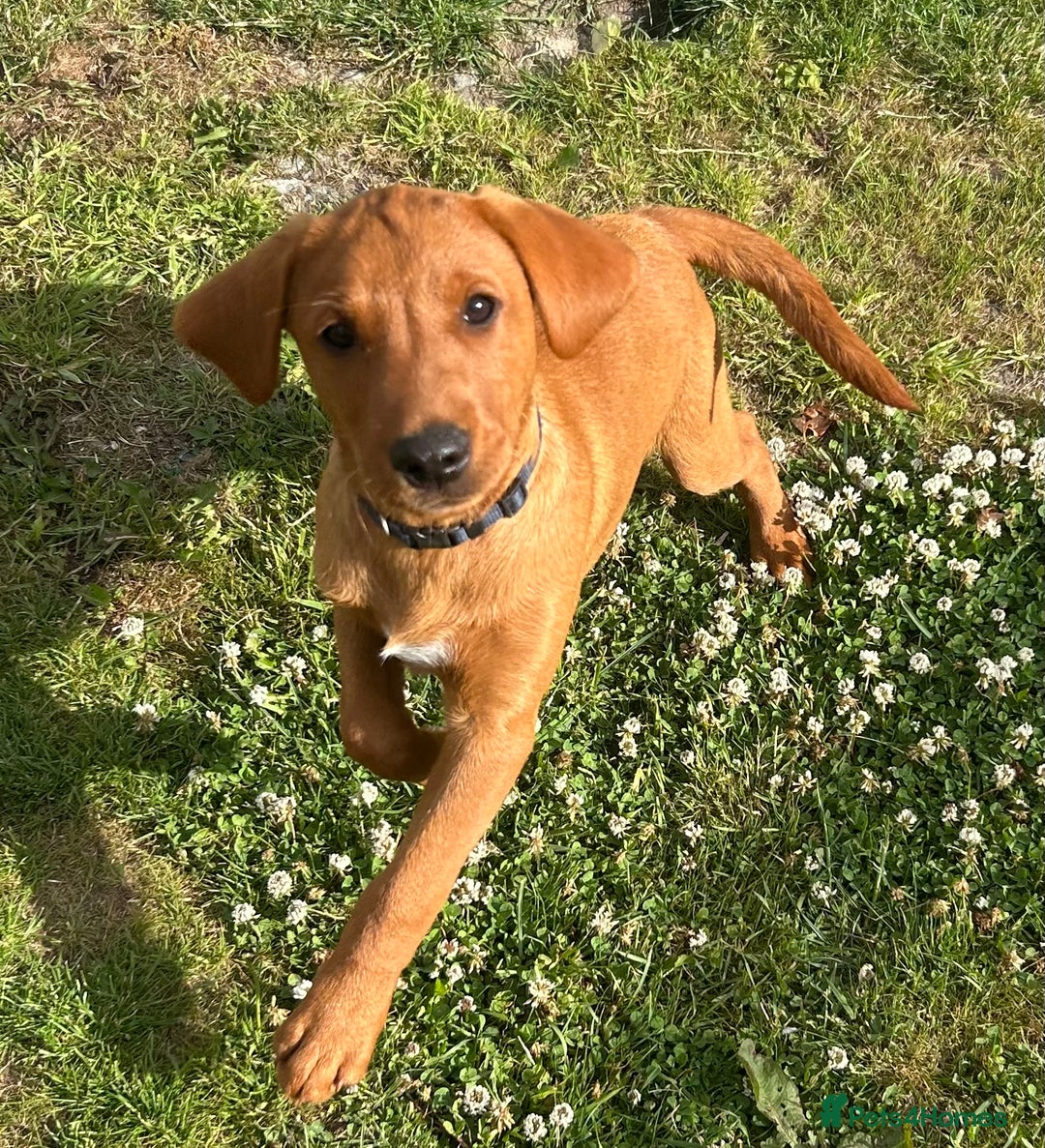 Labrador Retriever dogs for sale: Health tested kc  fox red labs  in Solihull - Image 3