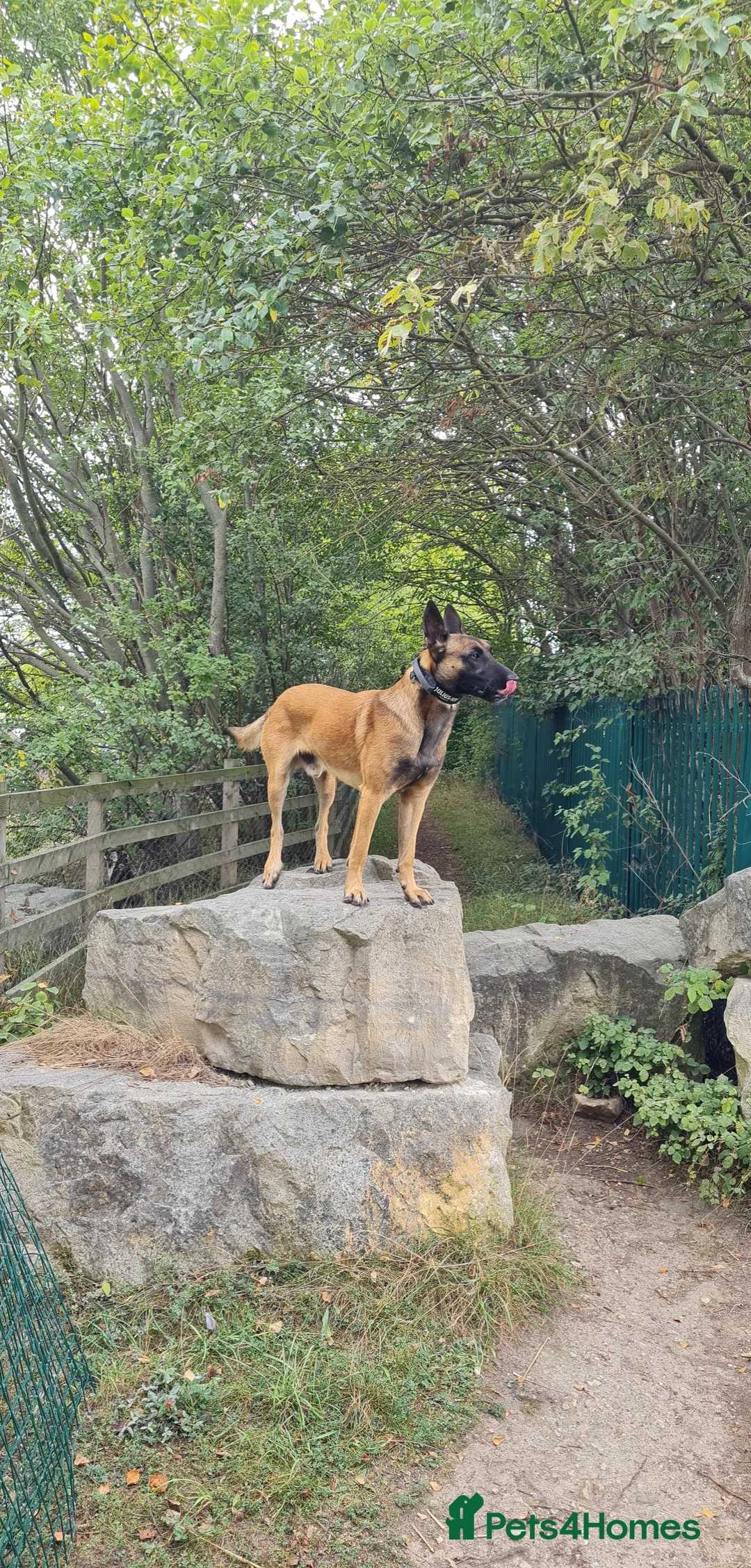 Belgian Shepherd Dog dogs for stud: Belgian malinois in Doncaster - Advert 6