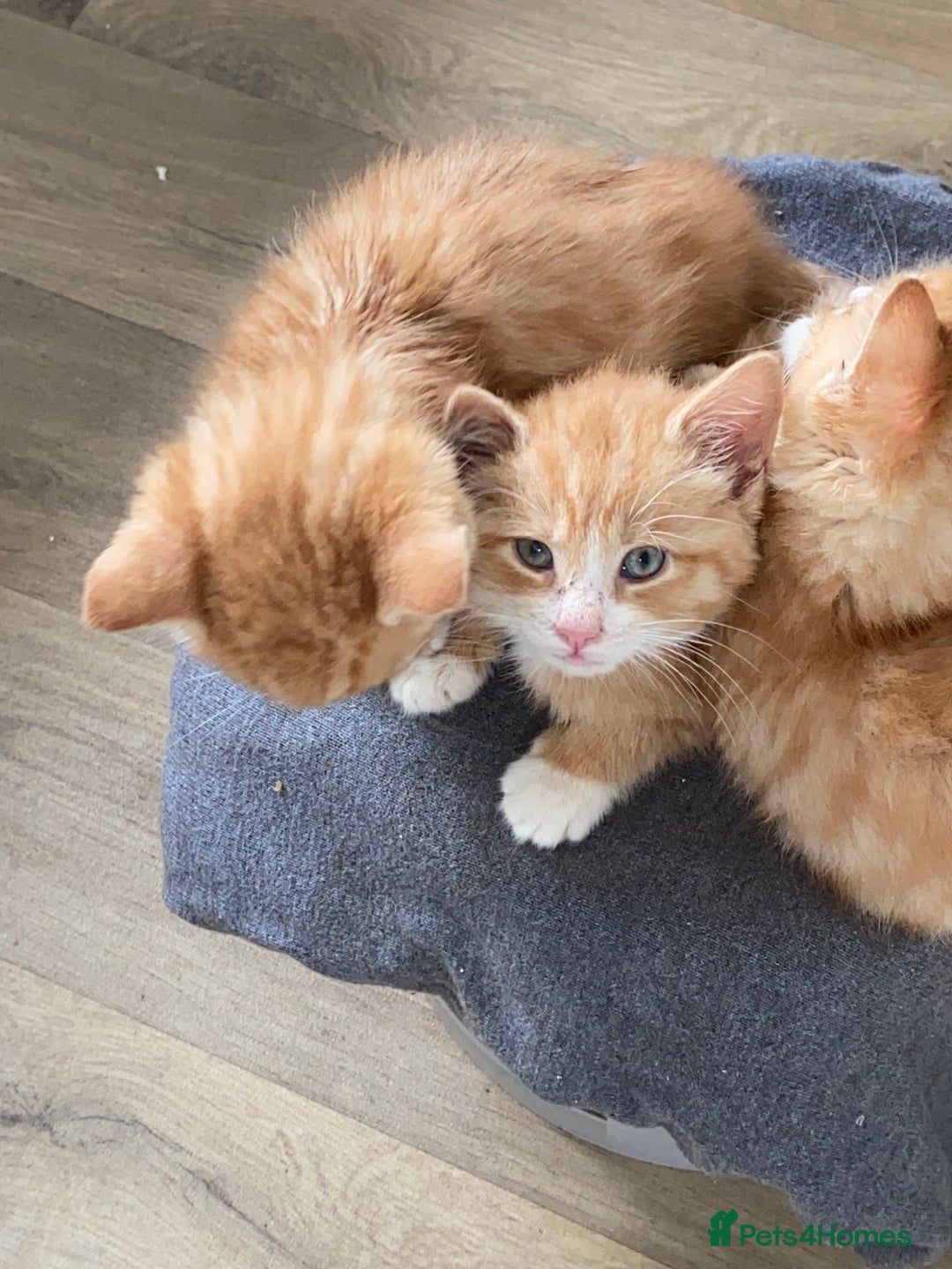 Mixed Breed cats for sale: Male kittens  - Advert 5
