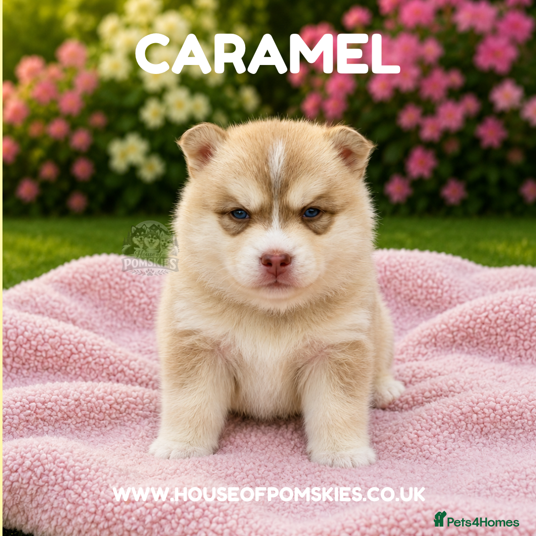 Pomsky dogs F4 Pomsky Puppies  - Advert 1
