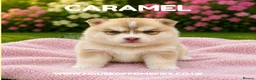 Pomsky dogs for sale: F4 Pomsky Puppies  - Advert 30