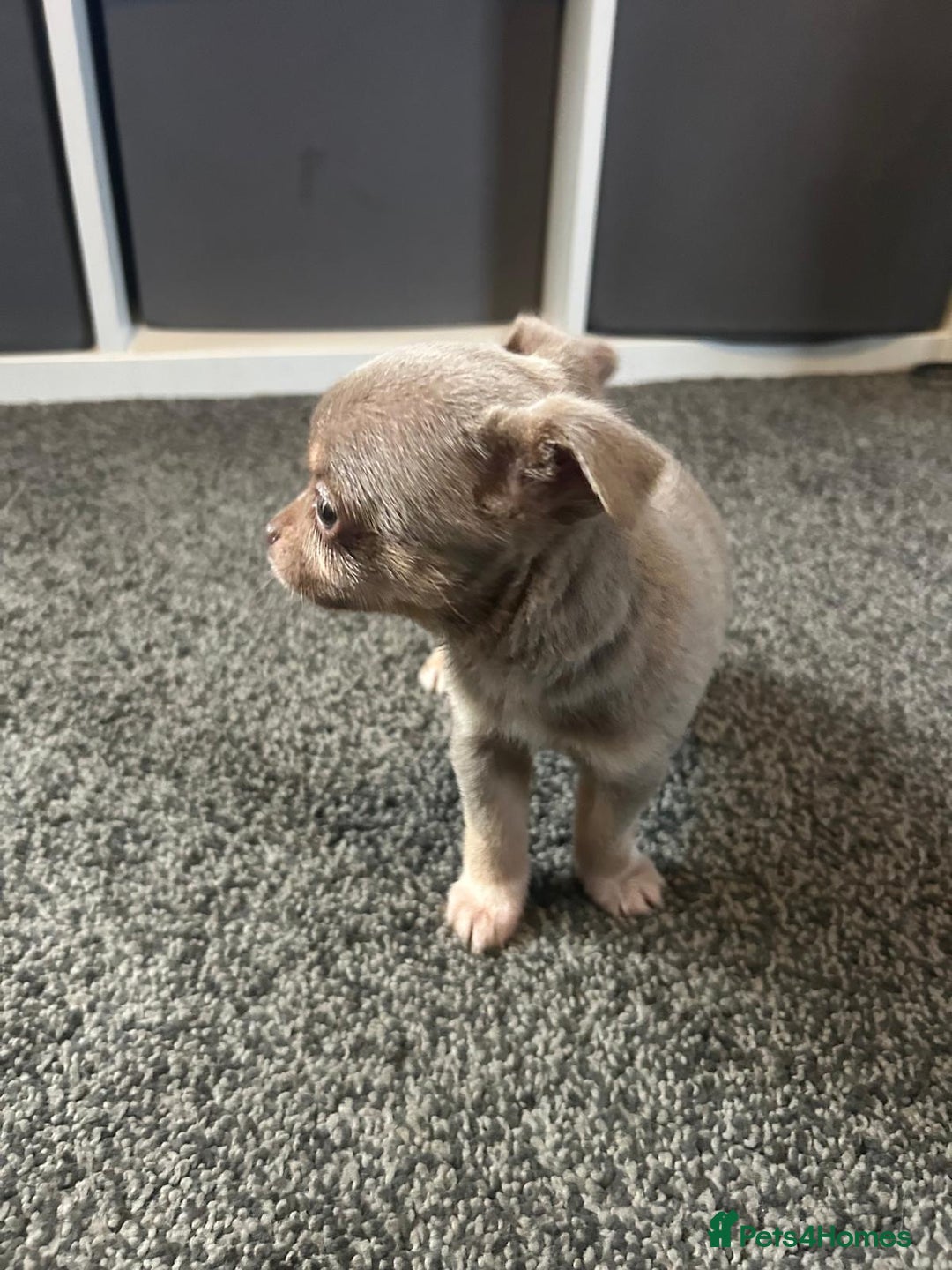 Chihuahua dogs for sale: Full pedigree Chihuahua puppies  - Image 13