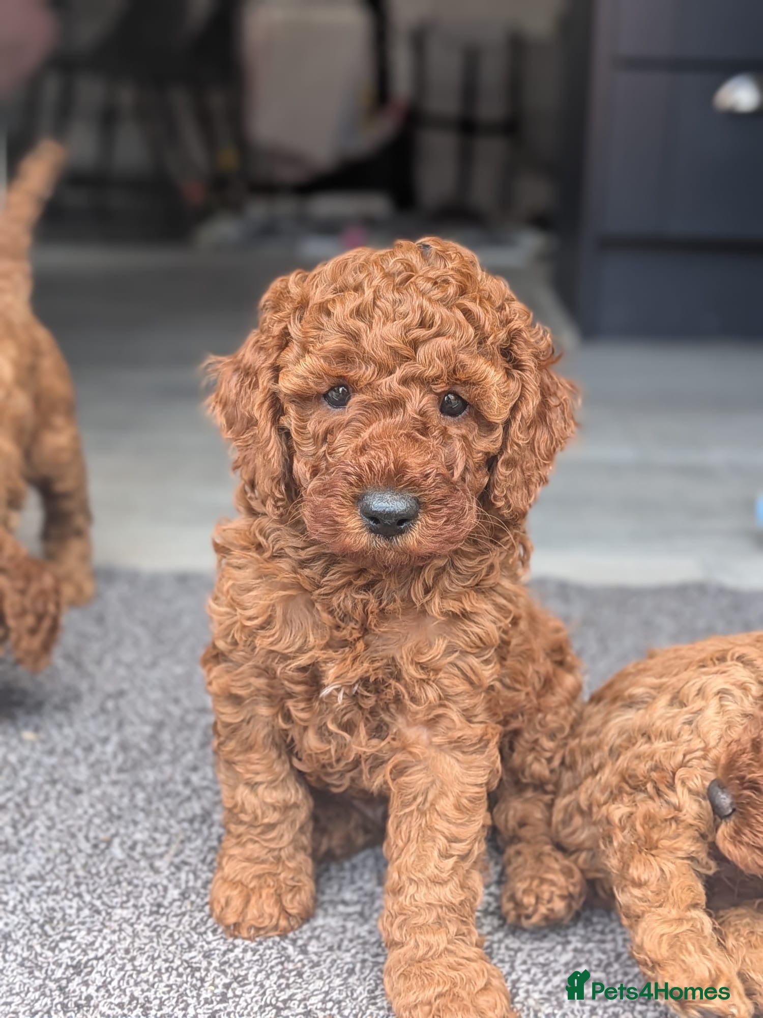 Cavapoo dogs Cavapoo Puppies Born to Steal Hearts - Advert 18