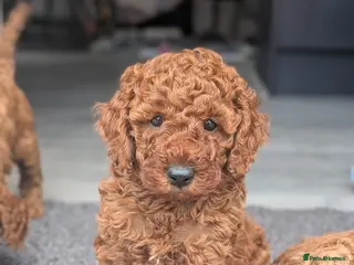 Cavapoo dogs Cavapoo Puppies Born to Steal Hearts - Advert 18