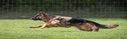 German Shepherd dogs for stud: Long Haired German shepherd  - Advert 5