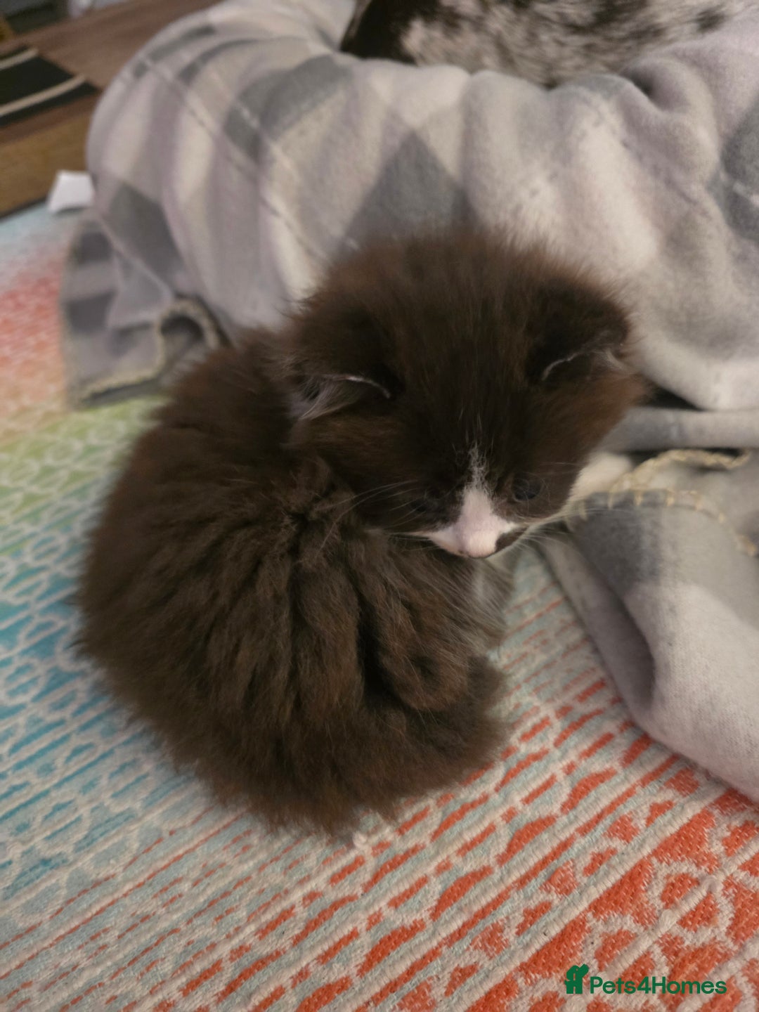 Mixed Breed cats for sale: 3 adorable kittens. Mum is half ragdoll - Advert 3