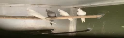Cockatiels birds for sale:  2026 Young cockatiels, Plus breeding pair - Advert 12