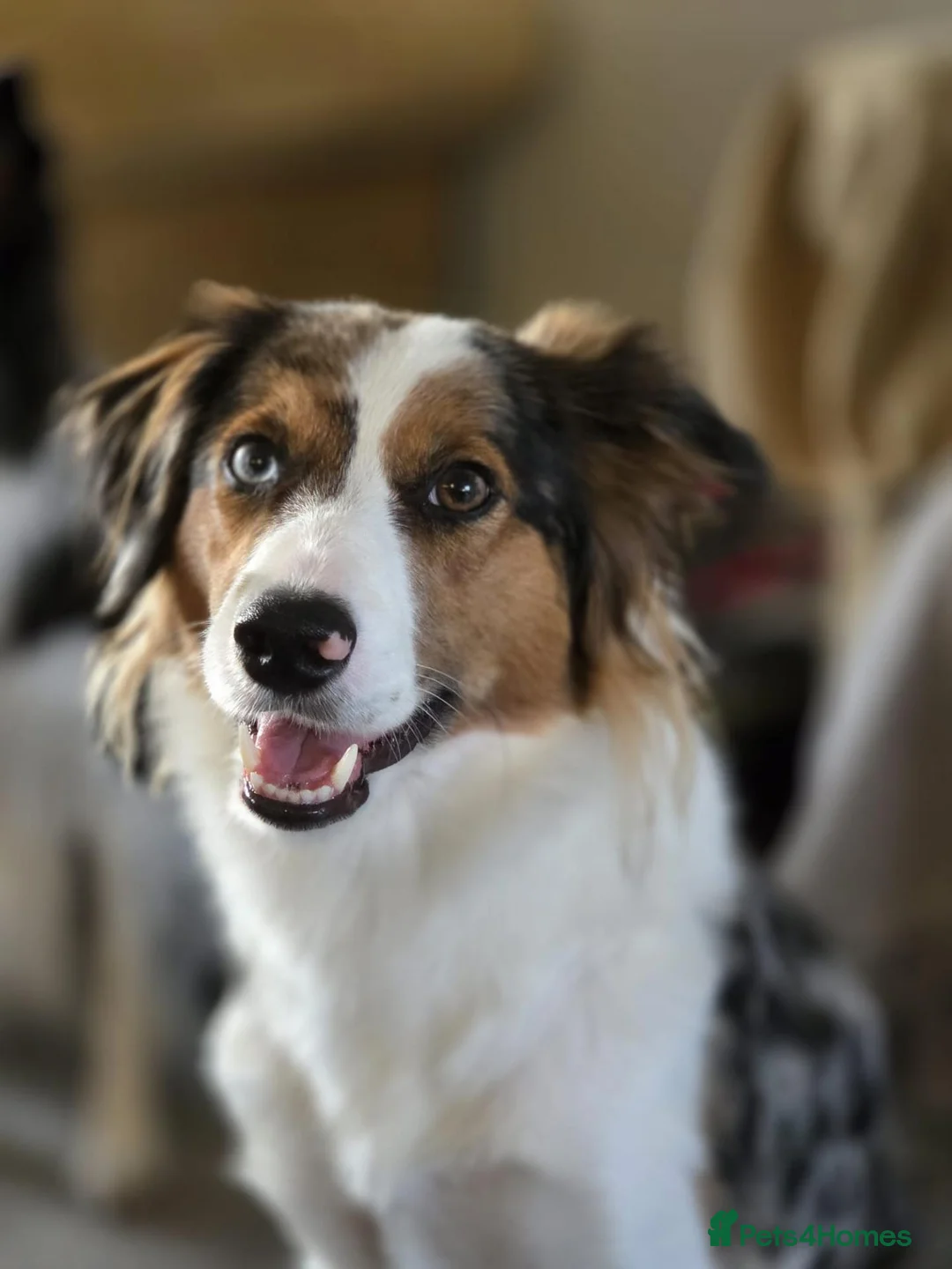 Border Collie dogs for stud: Looking for Stud - Advert 1