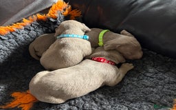 Weimaraner dogs for sale: Quality Weimaraner Puppies - Image 3