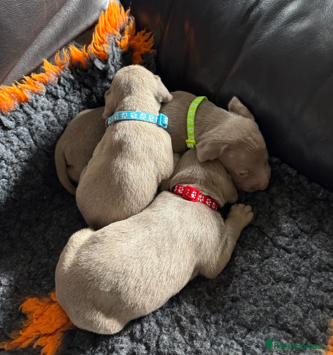 Weimaraner dogs for sale: Quality Weimaraner Puppies - Image 3