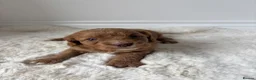 Cavapoo dogs for sale: Extremely health tested Cavapoo puppies  - Advert 4