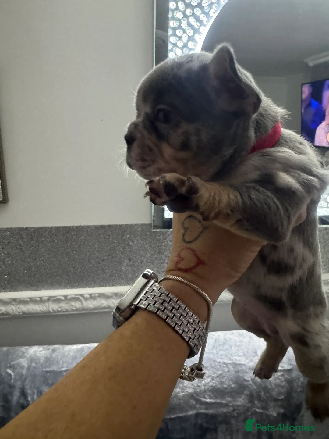 French Bulldog dogs for sale: Out standing french bulldogs merles carry fluffy - Advert 16