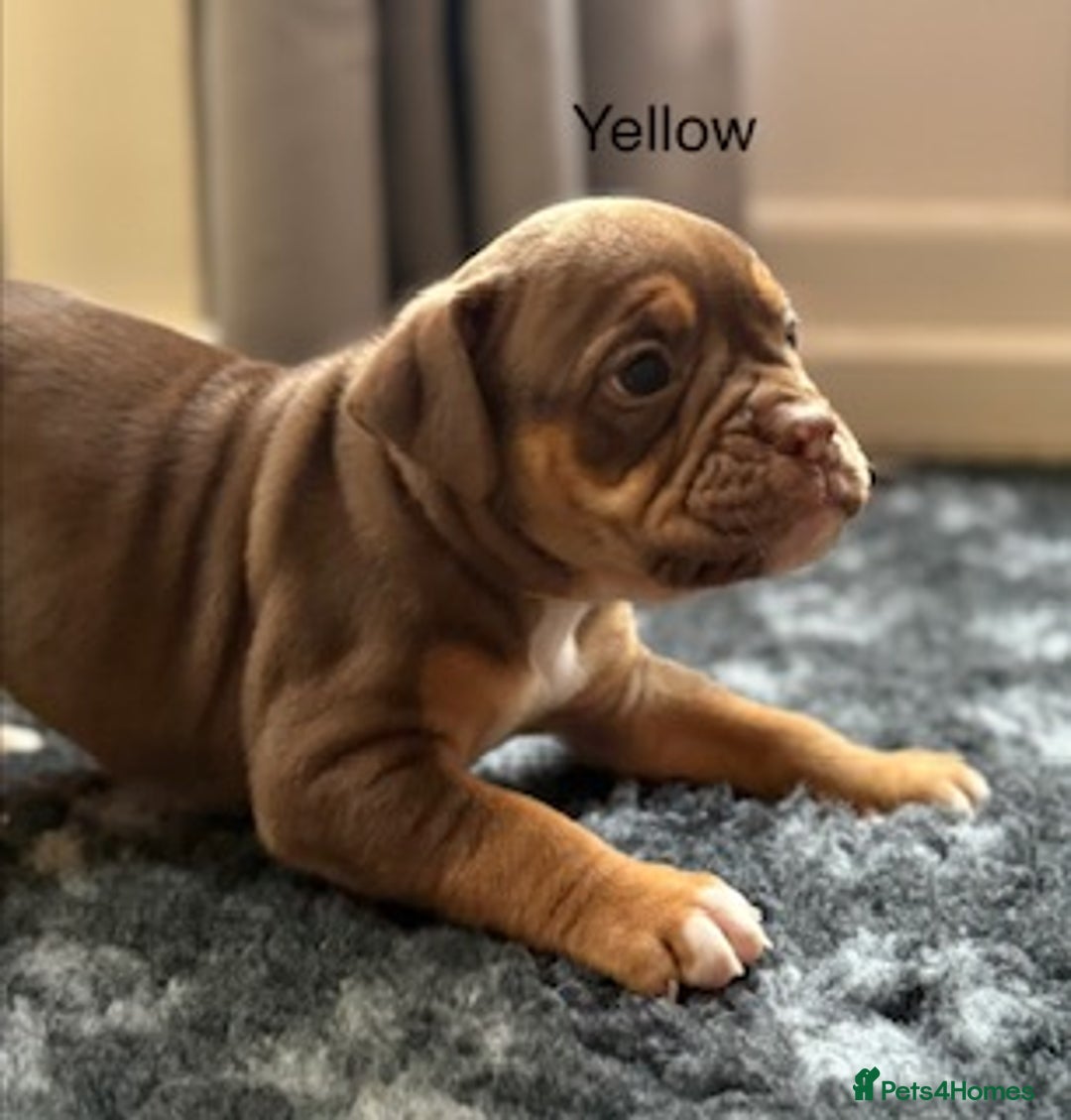 Olde English Bulldogge dogs for sale: 9 Olde English Bulldogge NEBBR registered puppies - Advert 23