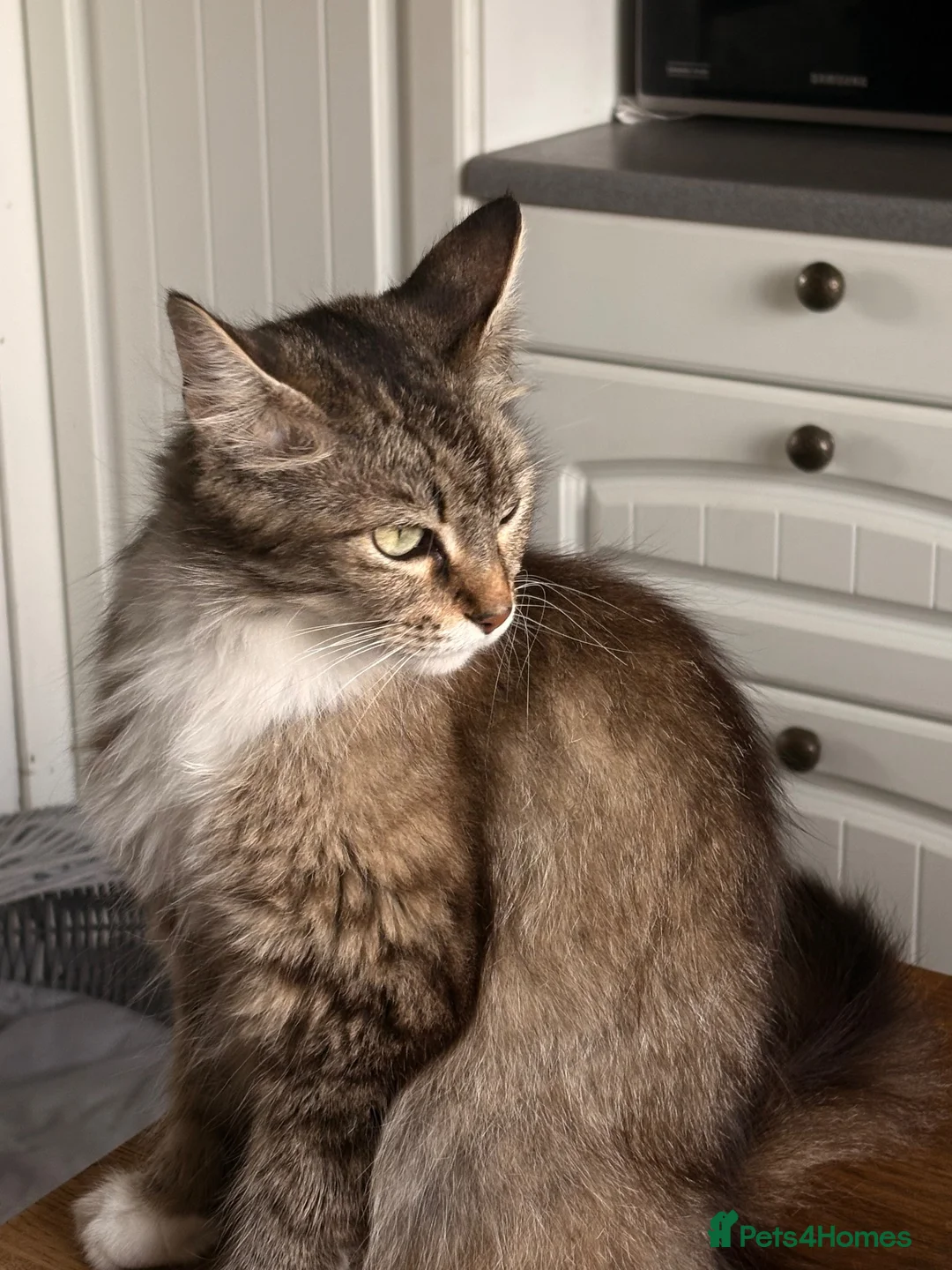 Maine Coon cats for sale: Maine coon cross kitten - Advert 2