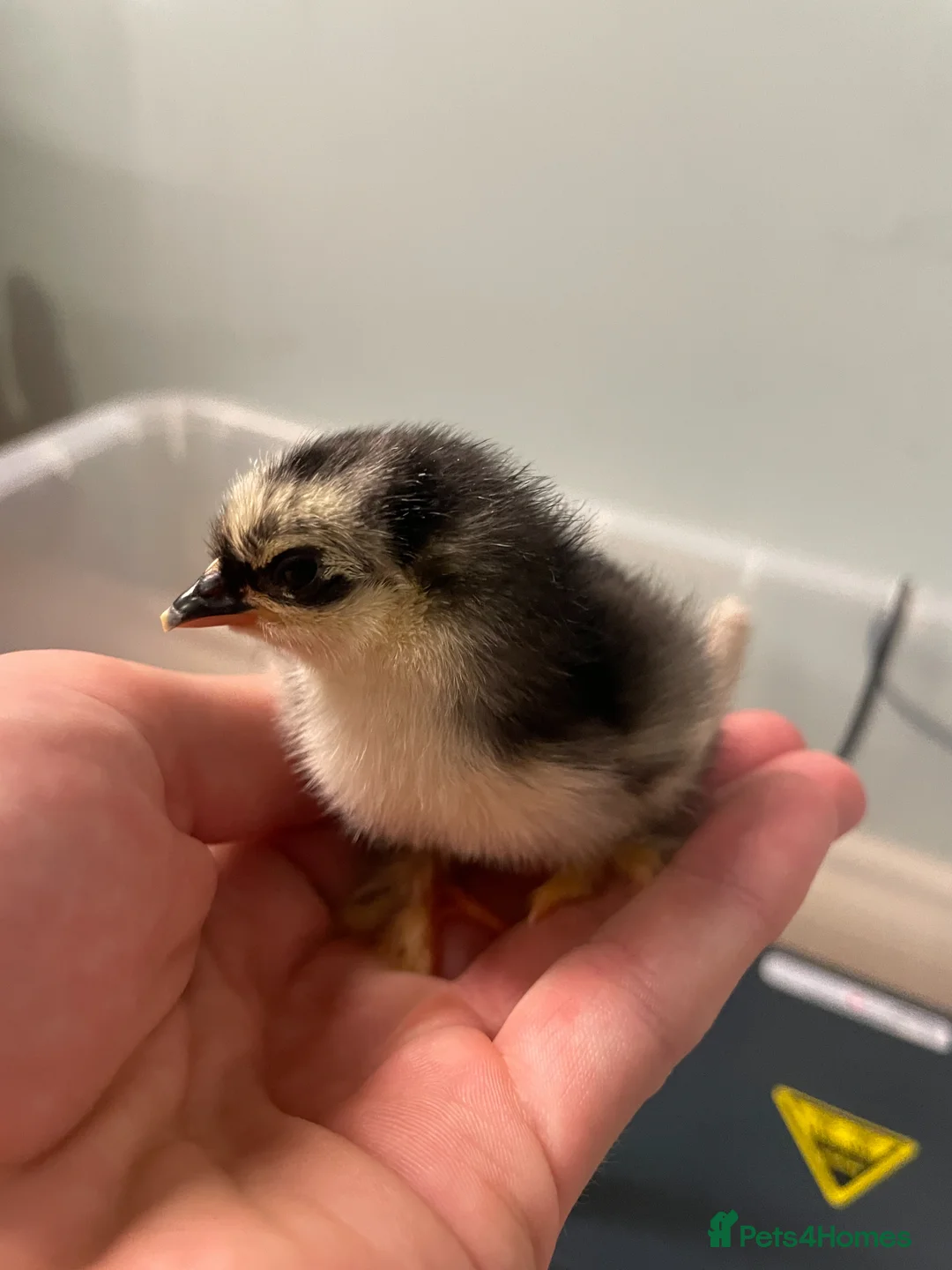 Chickens poultry for sale: Fertilised Chicken Eggs – £1 Each - Advert 4
