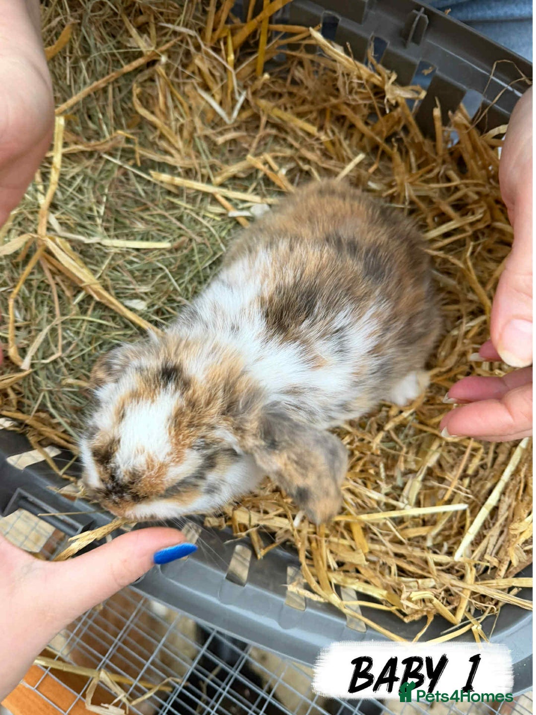 Mixed Breed rabbits for sale: Rabbits looking for forever homes! - Advert 2