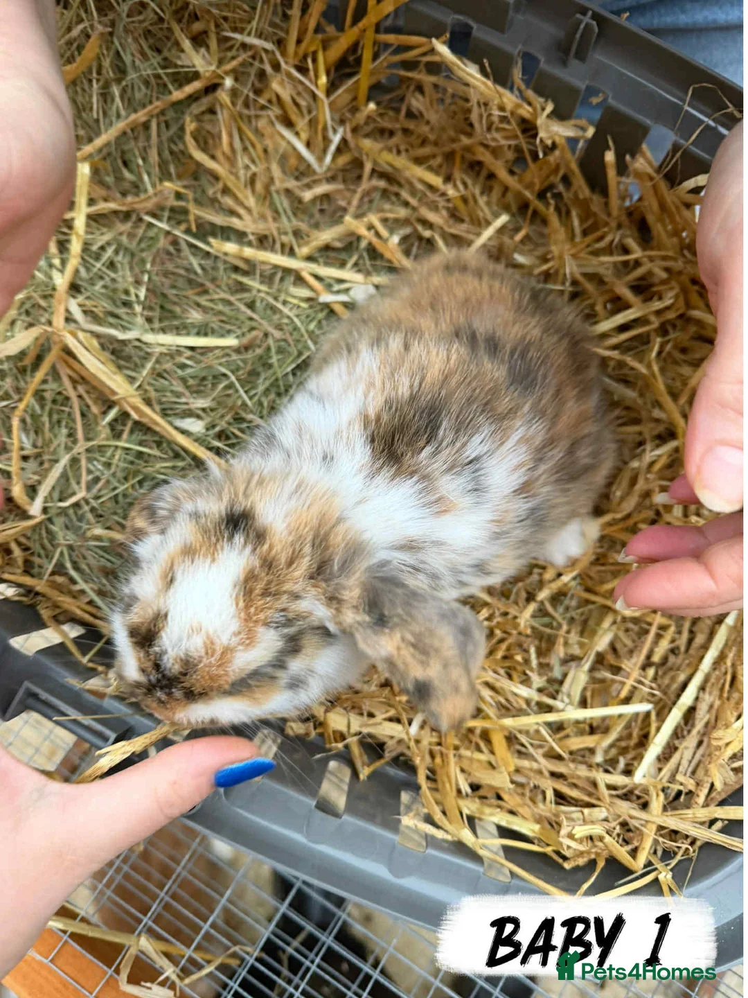 Mixed Breed rabbits for sale: Rabbits looking for forever homes! - Advert 2