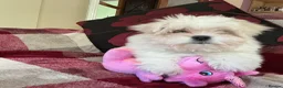 Maltese dogs for sale: Maltese puppy for sale  - Advert 2