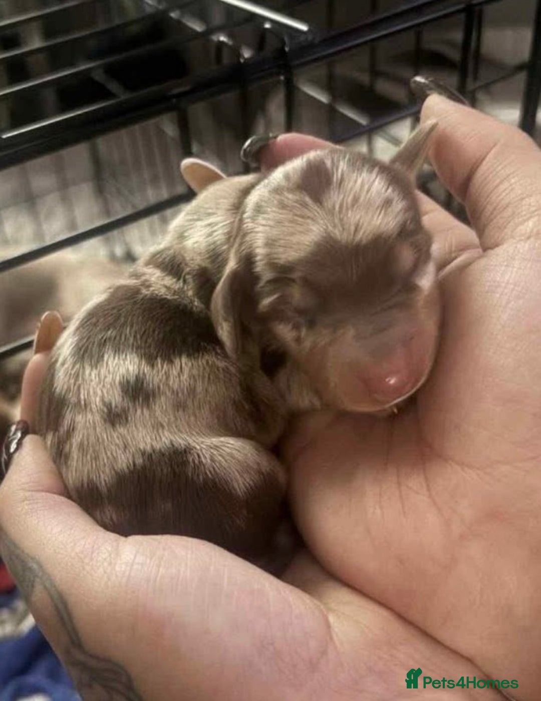 Miniature Dachshund dogs for sale: Stunning smooth haired miniature dachshund puppies - Advert 7