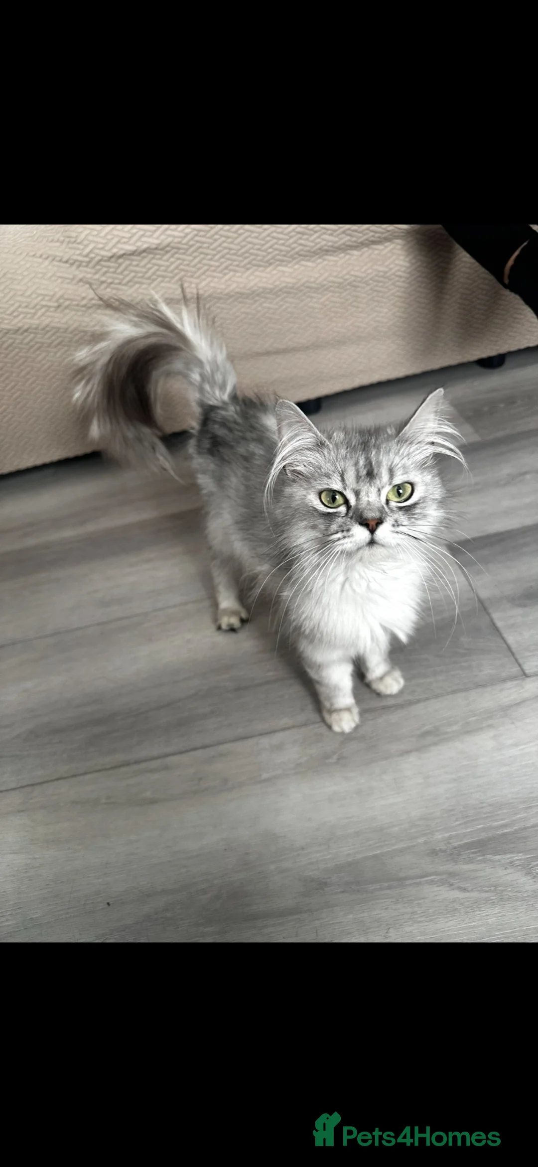 Scottish Fold cats for sale: Scottish straight kittens for sale  in Cardiff - Advert 2